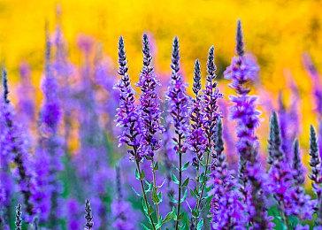 Switch版《EA SPORTS FC 25》容量相比前作缩水