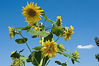 经典复活 《恐惧效应》即将登陆本世代主机和PC平台